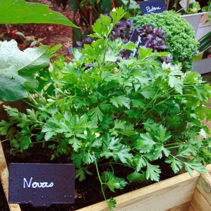 Garten-Petersilie Géant D'Italie race Novas (Plant habit)