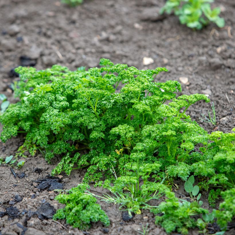 Krause Petersilie Vert foncé - Petroselinum crispum (Plant habit)