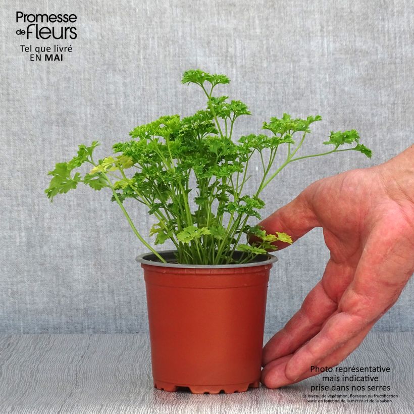 Example of Garten-Petersilie Frisé vert foncé (Pflanzen) Kleine Töpfe von 8/9 cm as you get in printemps