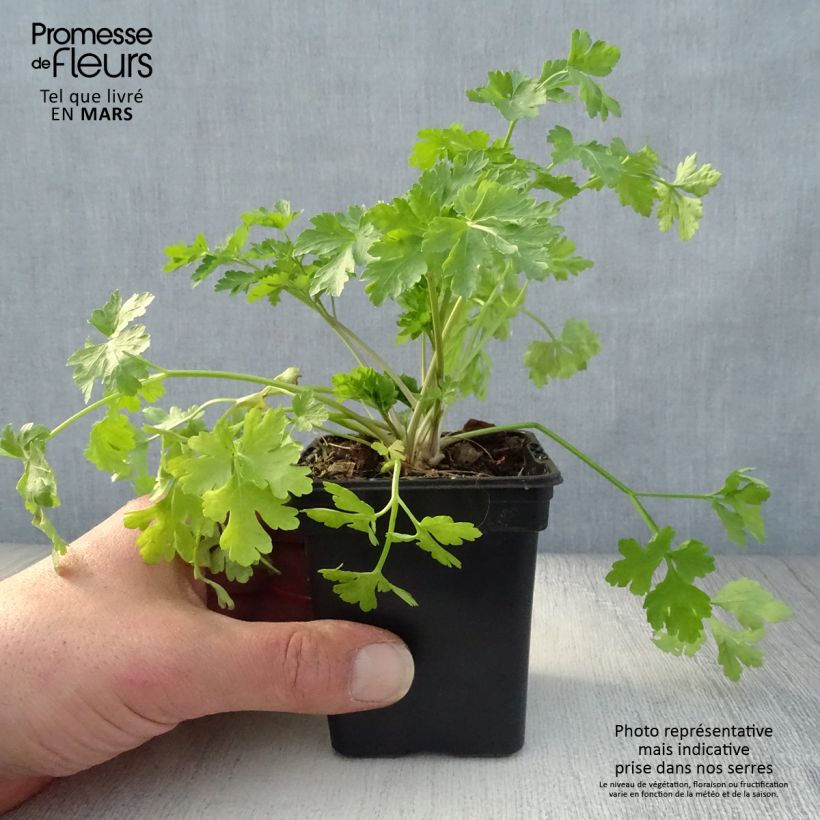 Exemplar von Garten-Petersilie Bio - Petroselinum crispum Kleine Töpfe von 7/8 cm wie im Frühjahr geliefert