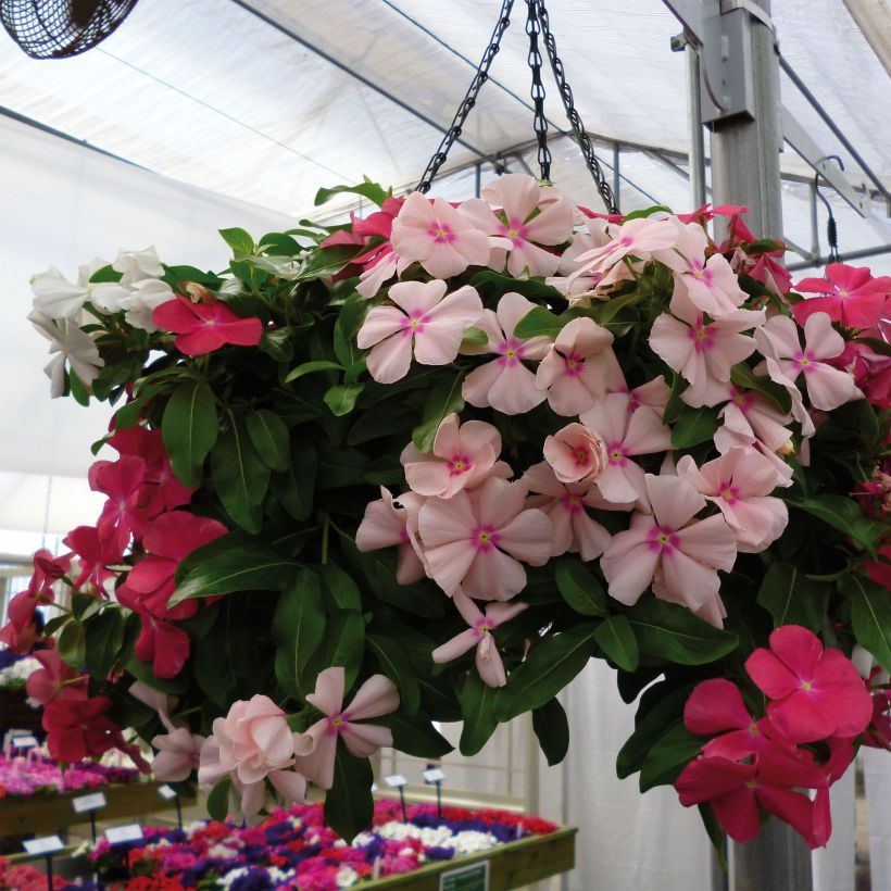 Rosafarbene Catharanthe Mediterranean Mix XP - Catharanthus (Plant habit)