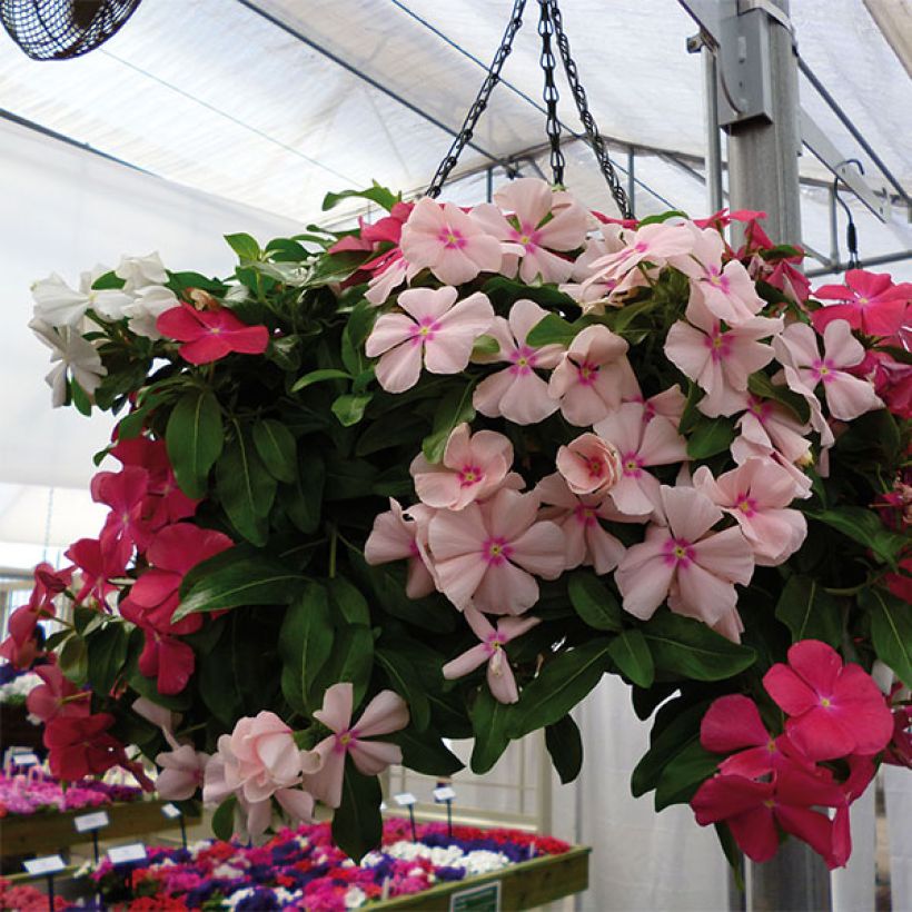 Rosafarbene Catharanthe Mediterranean Mix XP - Catharanthus (Flowering)