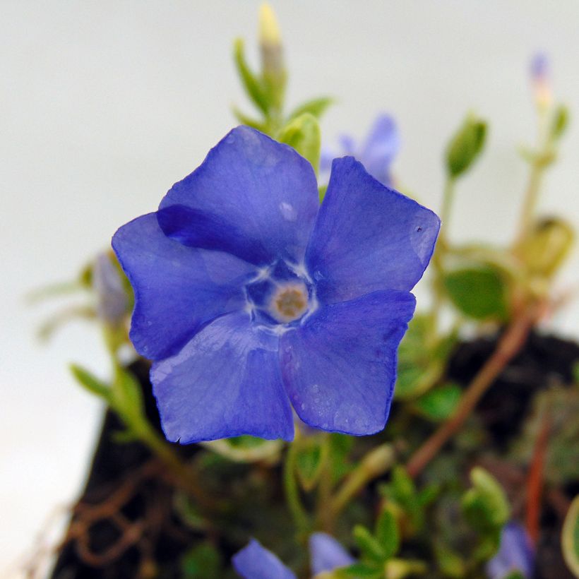 Kleines Immergrün Ralph Shugert - Vinca minor (Flowering)