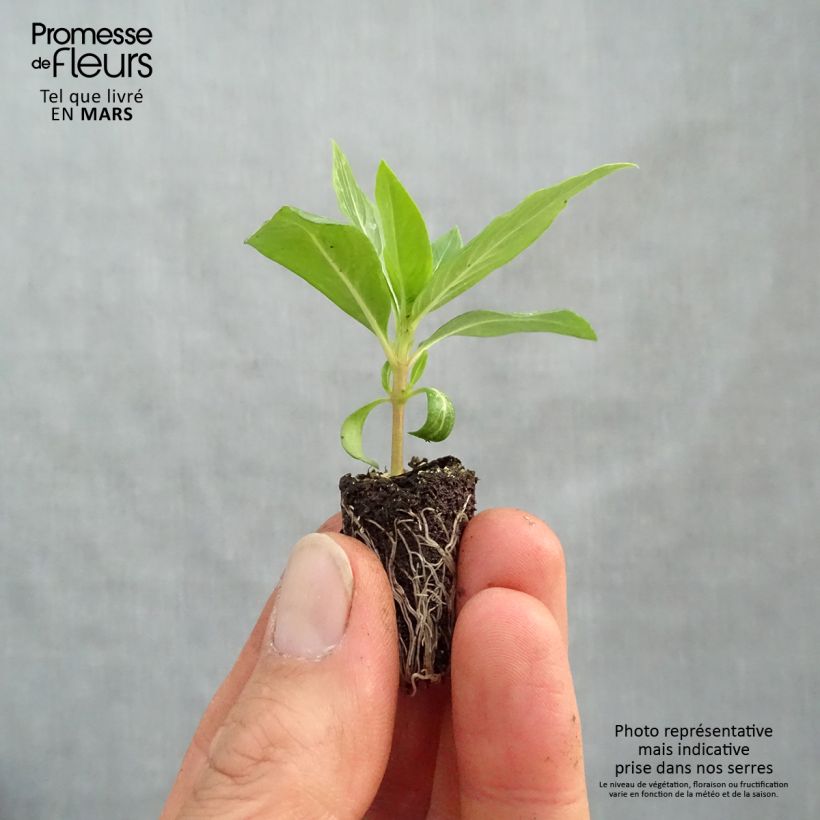 Example of Rosafarbene Catharanthe Titan F1 Apricot - Catharanthus Mini-Plug Ø 1,5/2,5 cm as you get in printemps