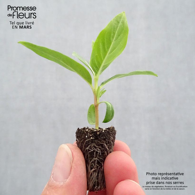 Example of Rosafarbene Catharanthe Titan F1 Blush - Catharanthus Mini-Plug Ø 1,5/2,5 cm as you get in printemps
