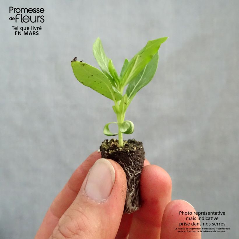 Example of Rosafarbene Catharanthe Titan F1 White - Catharanthus Mini-Plug Ø 1,5/2,5 cm as you get in printemps