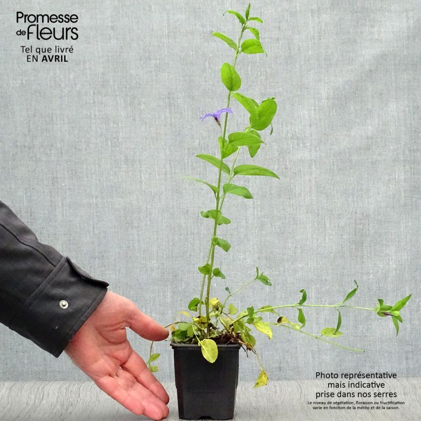 Exemplar von Mittleres Immergrün - Vinca difformis Kleine Töpfe von 8/9 cm wie im Frühjahr geliefert