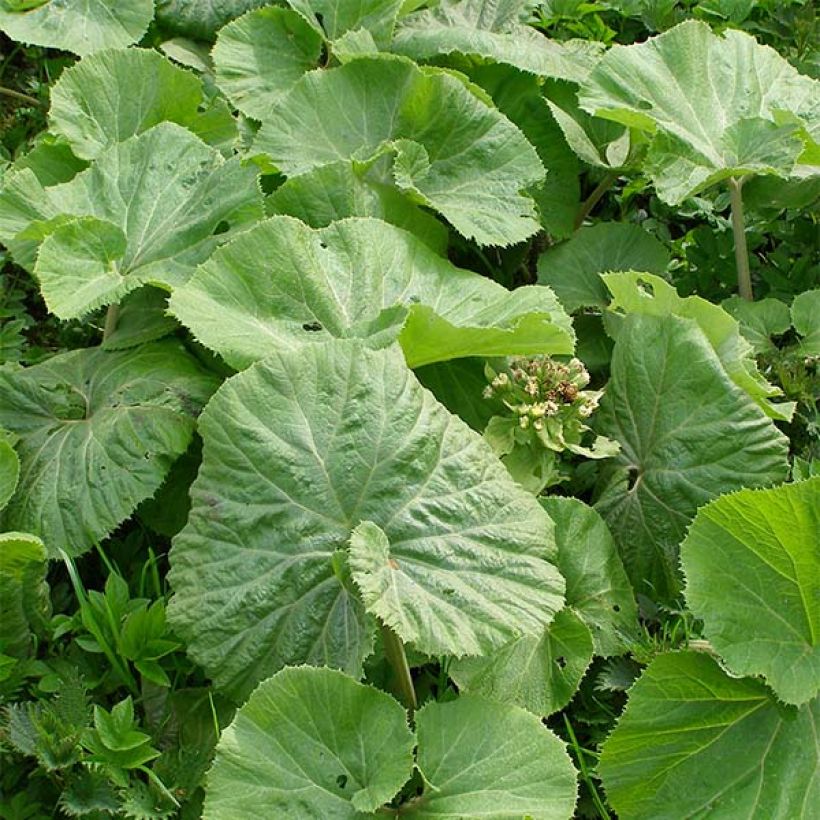 Weiße Pestwurz - Petasites albus (Foliage)