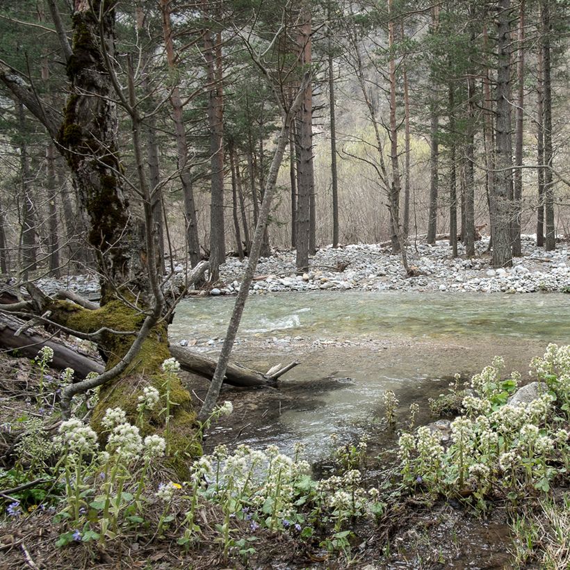 Weiße Pestwurz - Petasites albus (Plant habit)