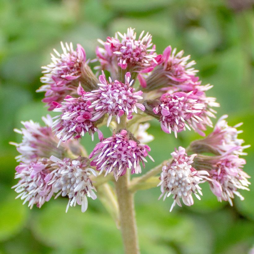 Winterheliotrop - Petasites fragrans (Flowering)