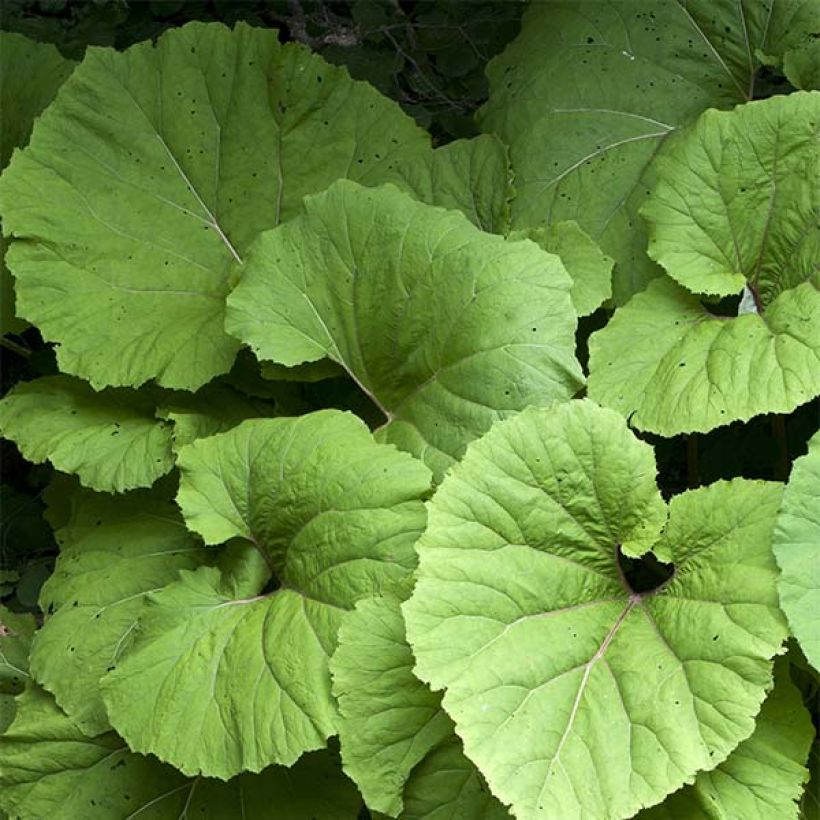 Gewöhnliche Pestwurz - Petasites hybridus (Foliage)