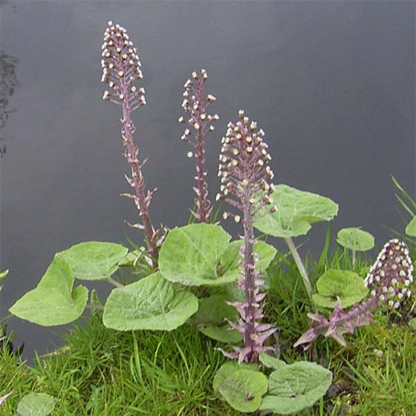 Gewöhnliche Pestwurz - Petasites hybridus (Plant habit)