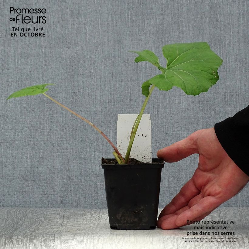 Example of Gewöhnliche Pestwurz - Petasites hybridus Kleine Töpfe von 8/9 cm as you get in automne