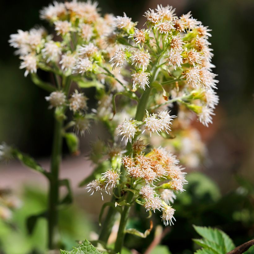 Gewöhnliche Pestwurz - Petasites hybridus (Flowering)