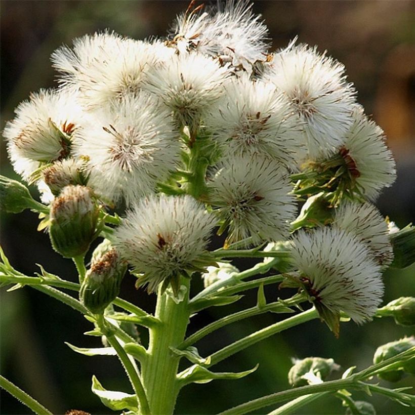 Japanische Pestwurz Giganteus - Petasites japonicus (Flowering)