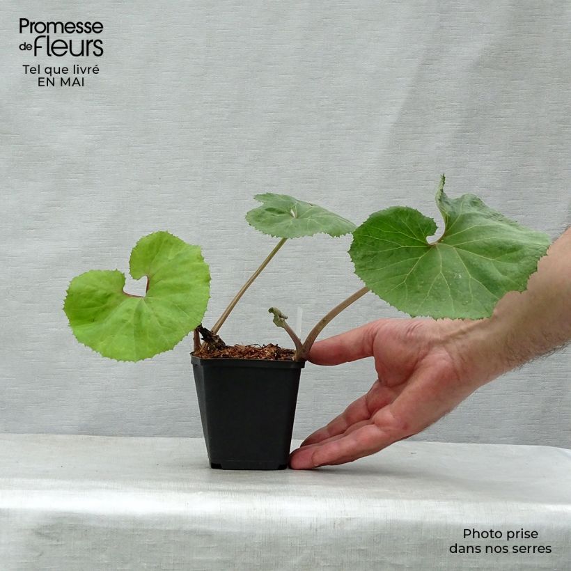 Exemplar von Japanische Pestwurz Giganteus - Petasites japonicus Kleine Töpfe von 8/9 cm wie im Frühjahr geliefert