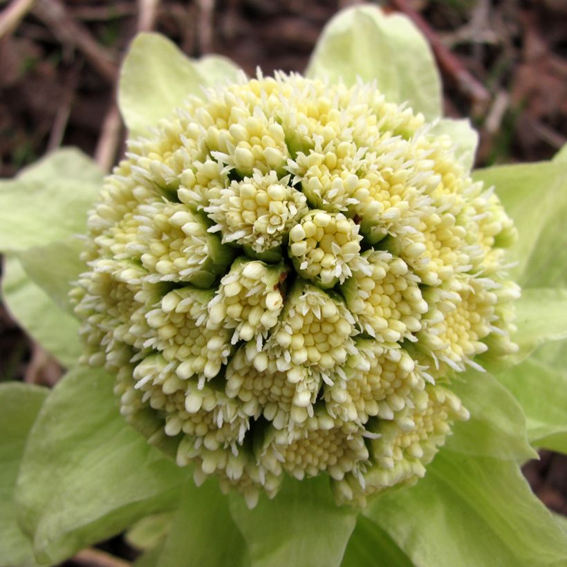 Japanische Pestwurz - Petasites japonicus (Flowering)