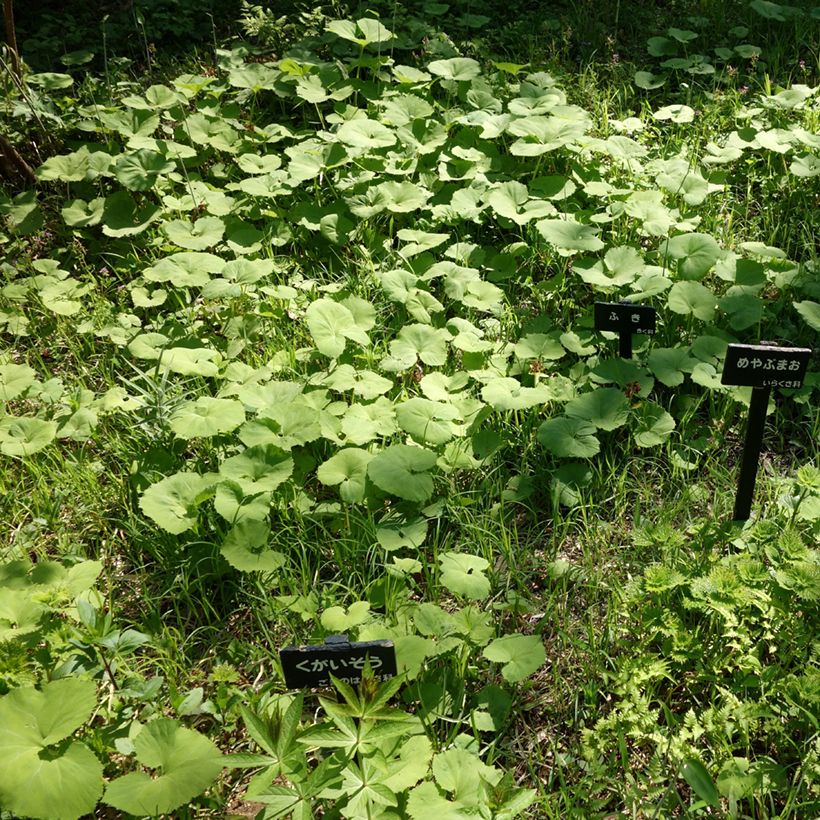 Japanische Pestwurz - Petasites japonicus (Plant habit)