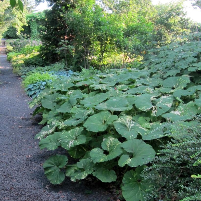 Japanische Pestwurz variegatus - Petasites japonicus (Foliage)