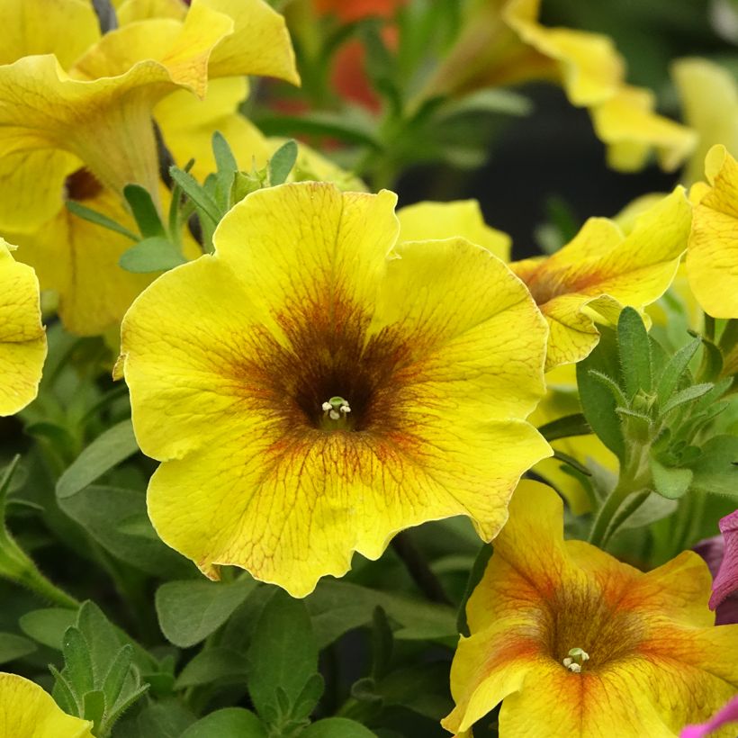 Petchoa hybrida BeautiCal Caramel Yellow (Blüte)