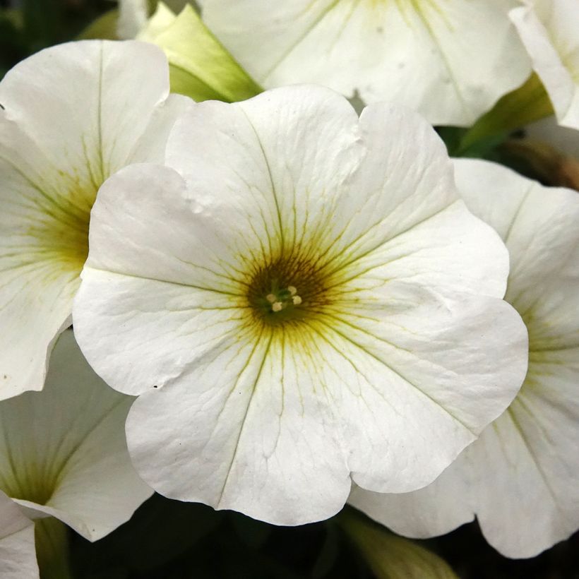 Petchoa hybrida BeautiCal Pearl White (Blüte)