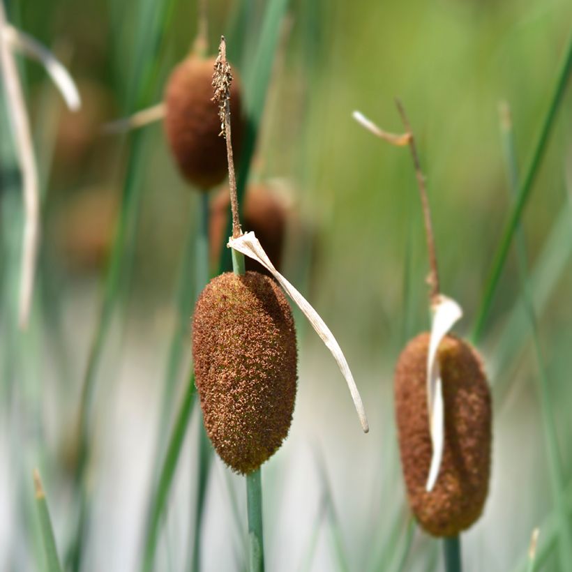 Typha minima - Zwerg-Rohrkolben (Flowering)
