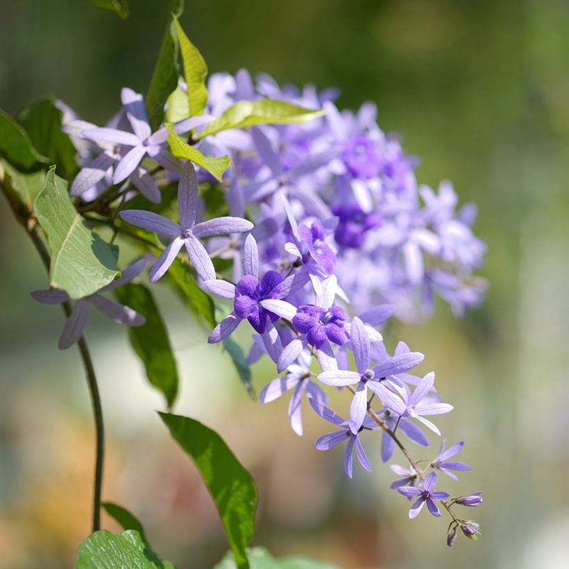Petrea volubilis - Purpurkranz (Flowering)