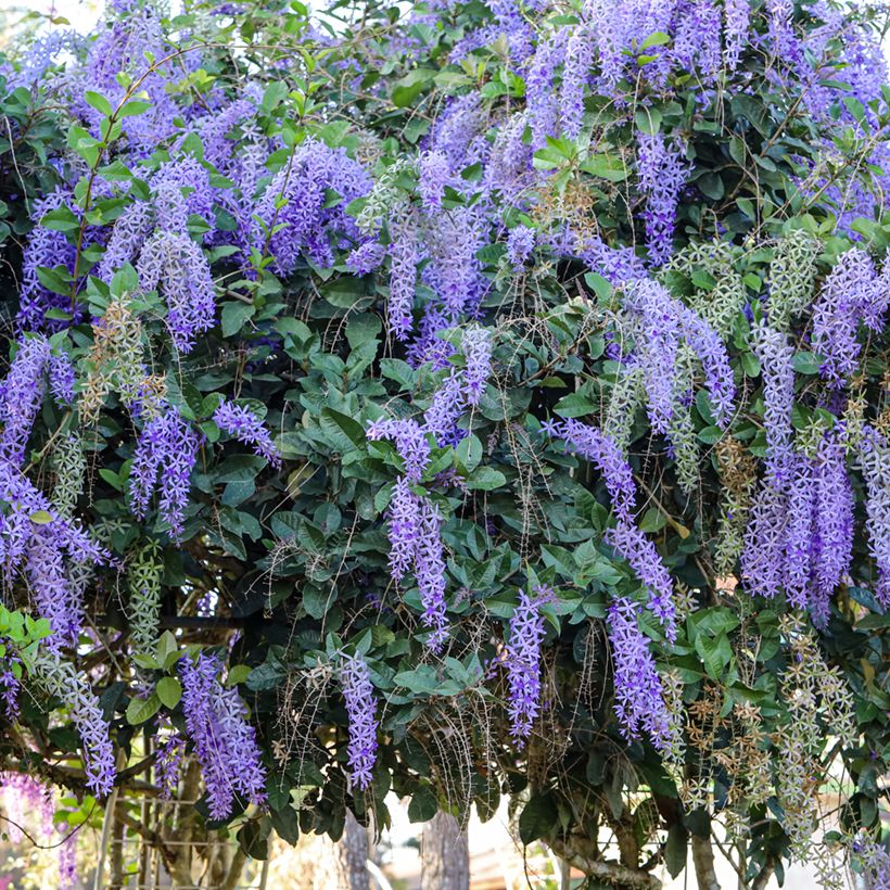 Petrea volubilis - Purpurkranz (Plant habit)