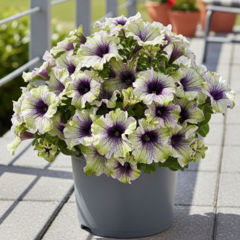 Petunia Amazonas Plum Cockatoo (Wuchs)
