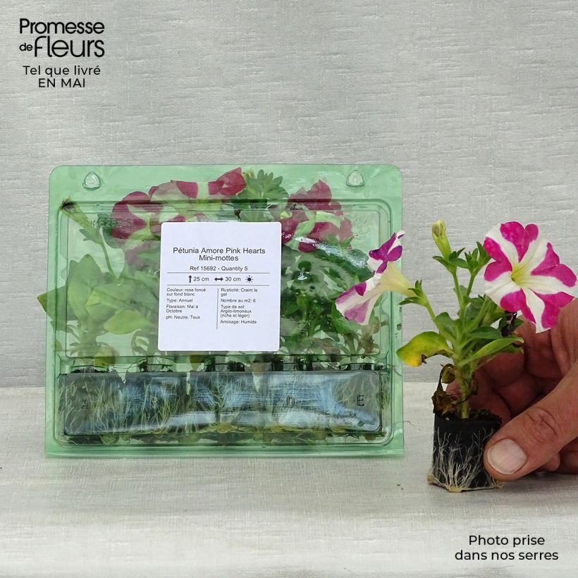 Example of Petunia Amore Pink Hearts Mini-Plug Ø 3/4 cm as you get in printemps