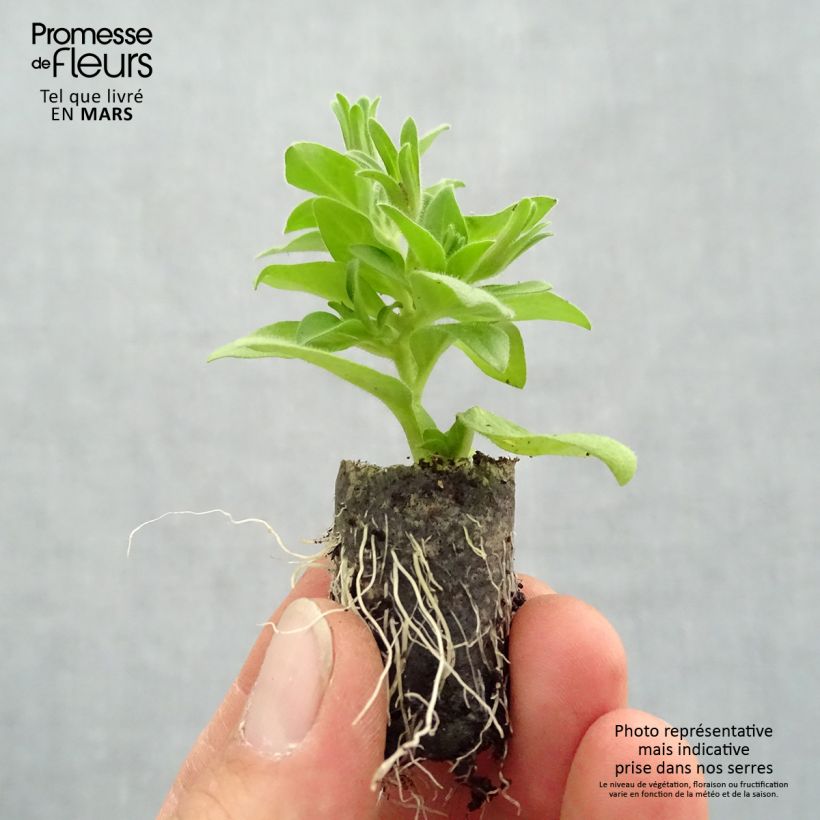 Example of Petunia Baby Doll Mini-Plug Ø 1,5/2,5 cm as you get in printemps