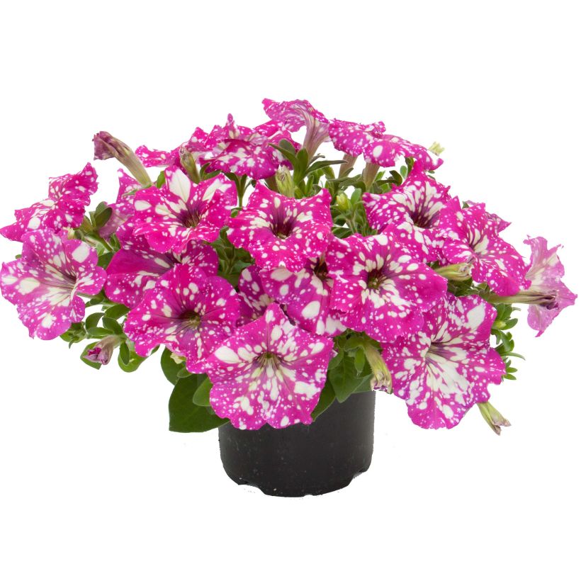 Petunia Royal Sky (Plant habit)