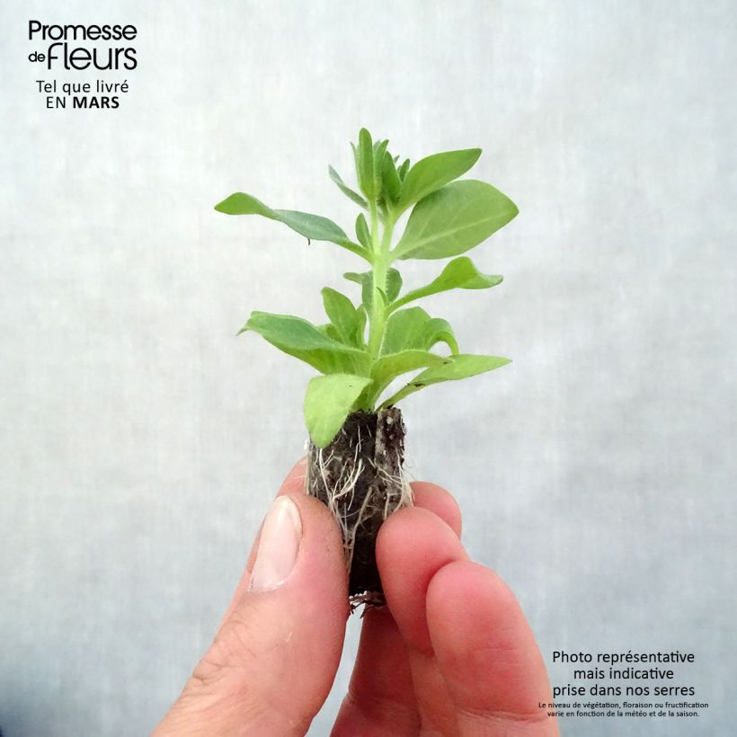 Example of Petchoa hybrida BeautiCal Bordeaux Mini-Plug Ø 3/4 cm as you get in printemps