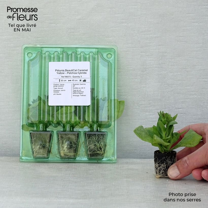 Example of Petchoa hybrida BeautiCal Caramel Yellow Mini-Plug Ø 3/4 cm as you get in printemps