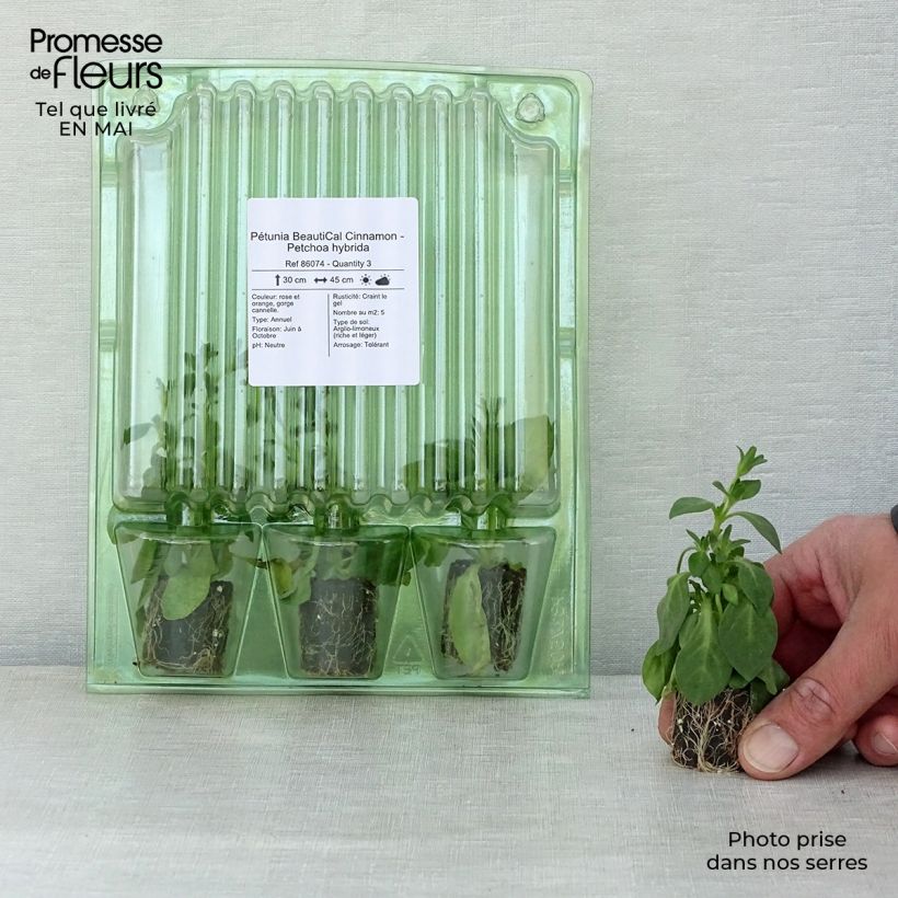 Example of Petchoa hybrida BeautiCal Cinnamon Mini-Plug Ø 3/4 cm as you get in printemps