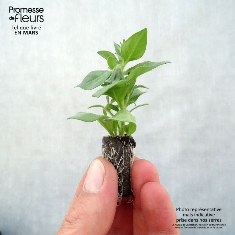 Example of Petchoa hybrida BeautiCal Pearl White Mini-Plug Ø 3/4 cm as you get in printemps