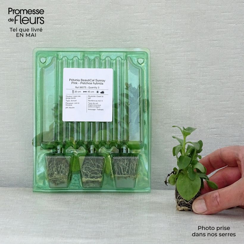 Example of Petchoa hybrida BeautiCal Sunray Pink Mini-Plug Ø 3/4 cm as you get in printemps