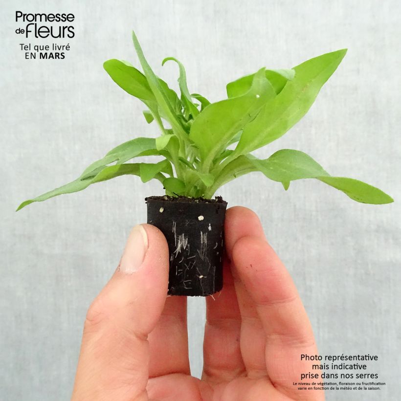 Example of Petunia Black Ray Mini-Plug Ø 3/4 cm as you get in printemps