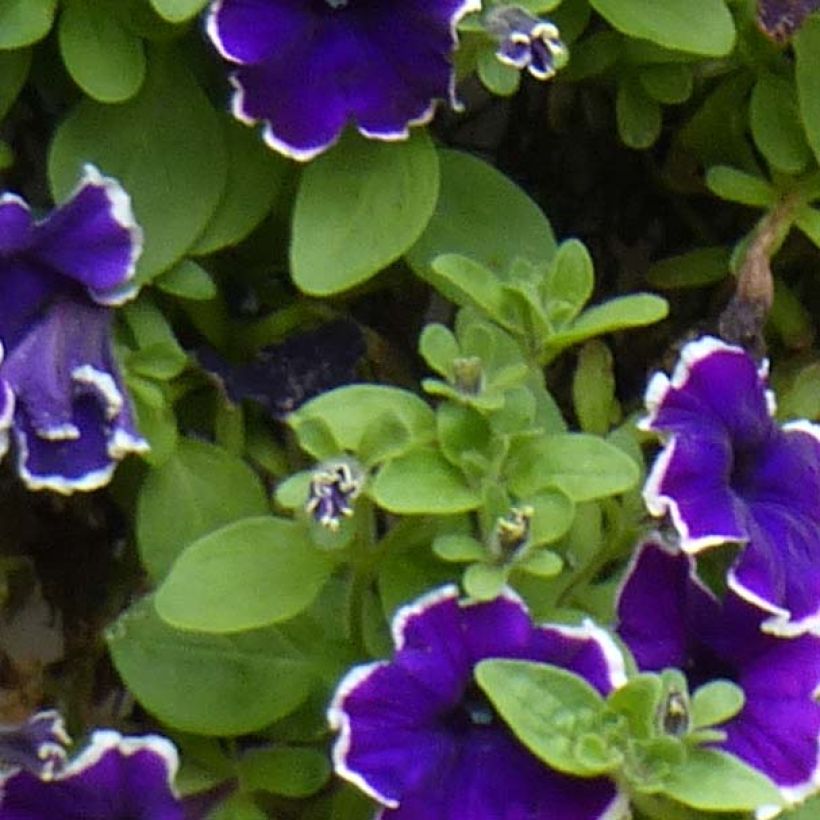 Petunia Picotee Blue (Foliage)