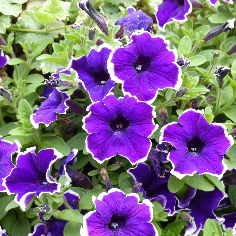 Petunia Picotee Blue (Flowering)