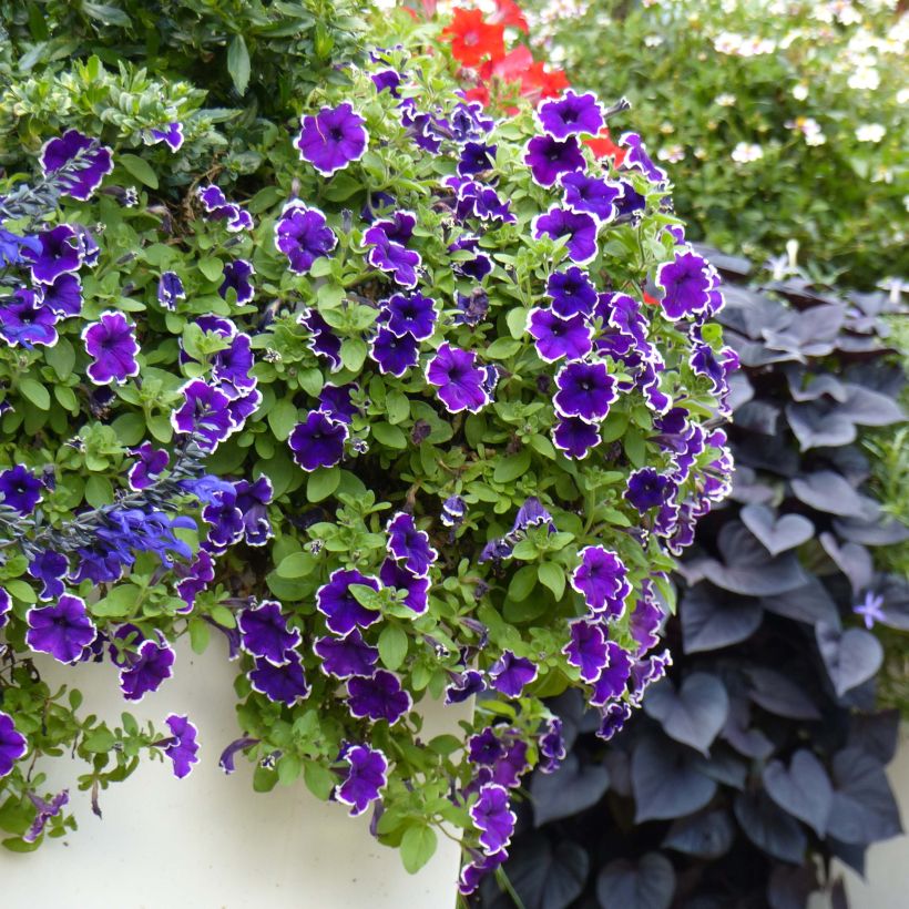 Petunia Picotee Blue (Plant habit)