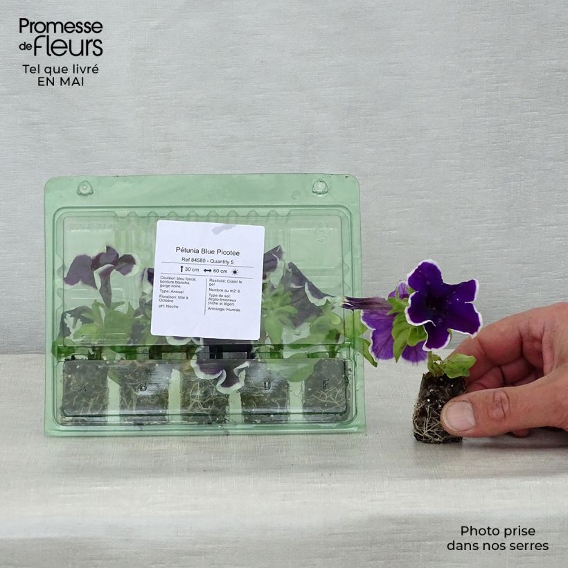 Example of Petunia Picotee Blue Mini-Plug Ø 1,5/2,5 cm as you get in printemps
