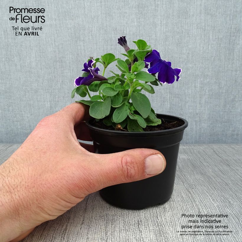 Example of Petunia Picotee Blue Kleine Töpfe von 8/9 cm as you get in printemps