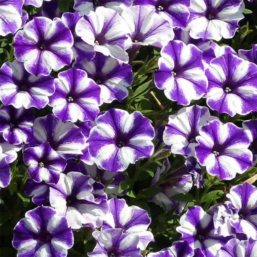 Petunia Bluberry Star (Flowering)