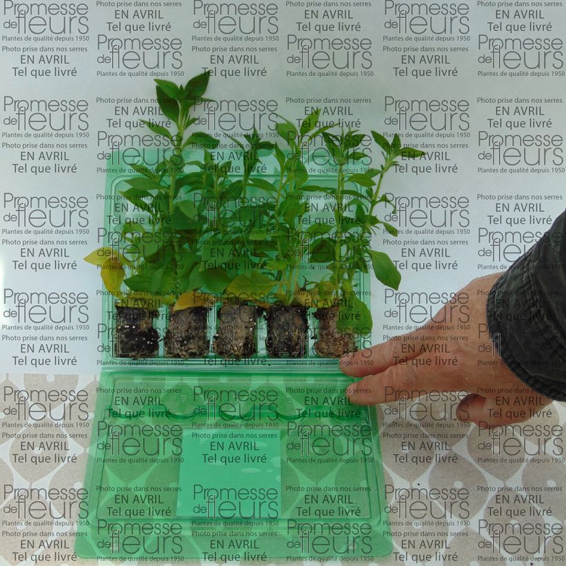 Example of Petunia Bluberry Star Mini-Plug Ø 3/4 cm as you get