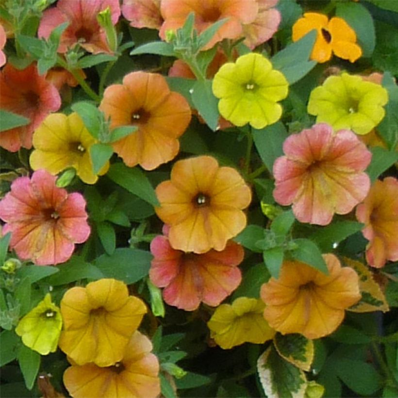 Petunia Cascadia Indian Summer (Flowering)