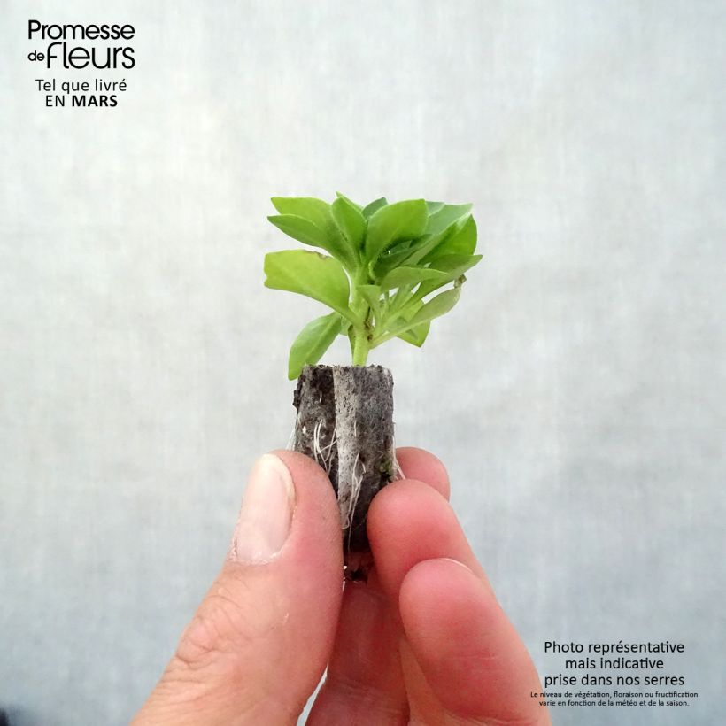 Example of Petunia Capella Baby Pink Mini-Plug Ø 3/4 cm as you get in printemps