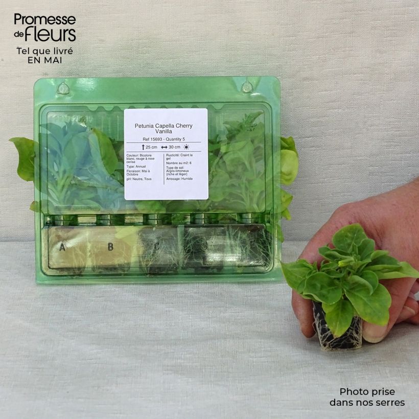 Example of Petunia Capella Cherry Vanilla Mini-Plug Ø 3/4 cm as you get in printemps