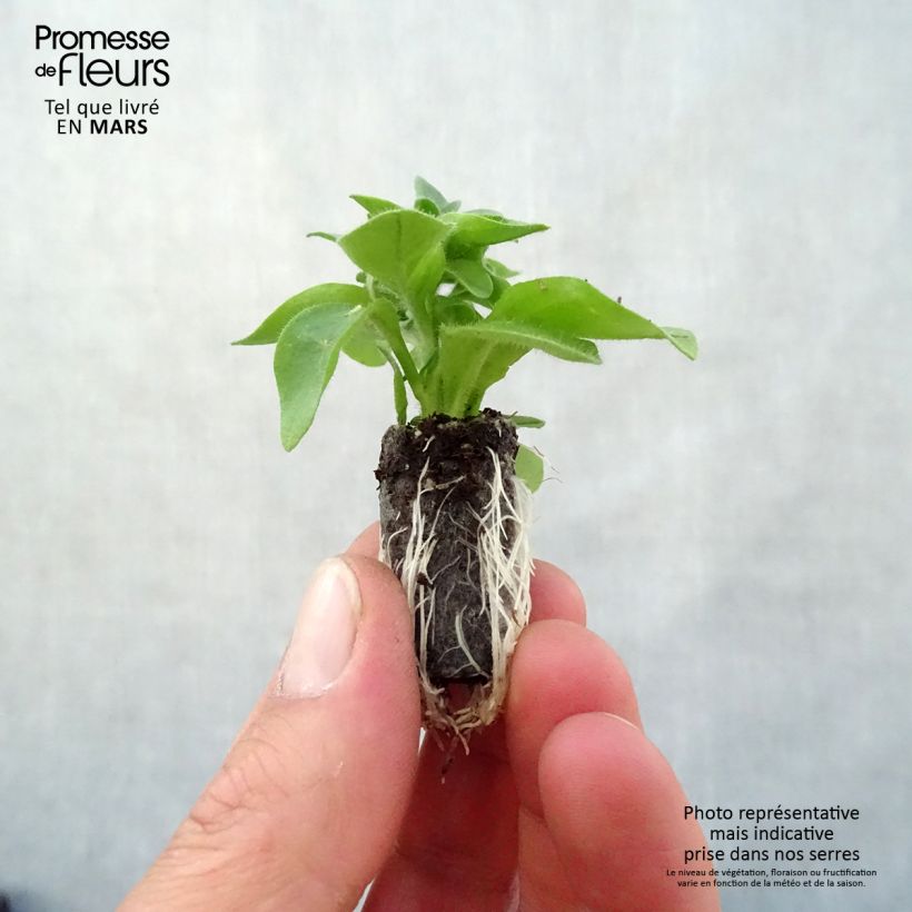 Example of Petunia Capella Hello Yellow Mini-Plug Ø 3/4 cm as you get in printemps