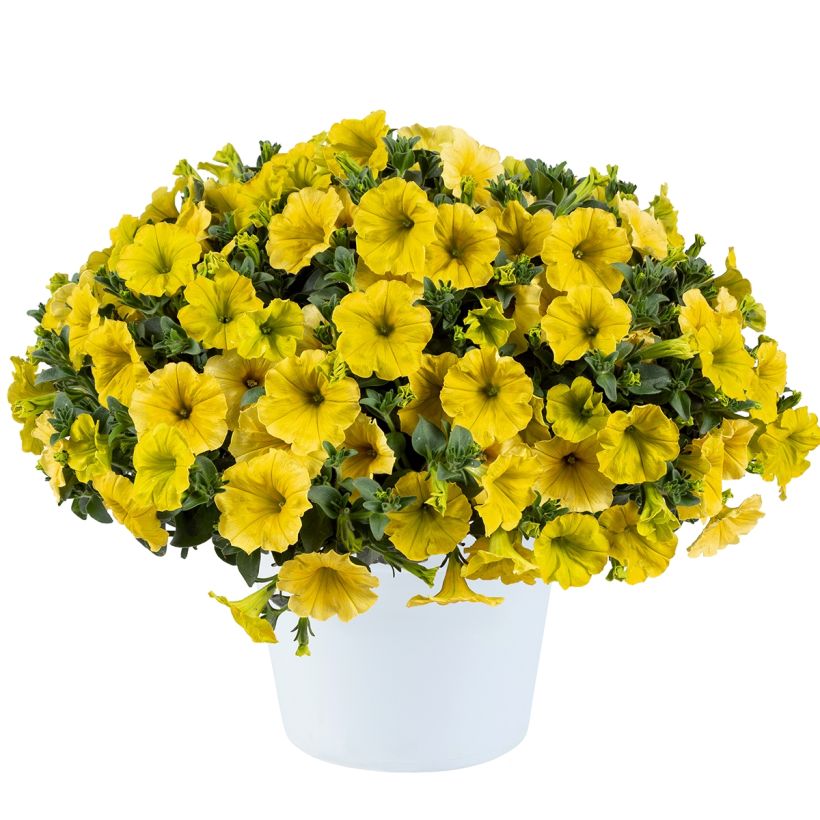 Petunia Capella Hello Yellow (Hafen)